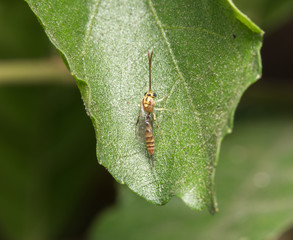 bee