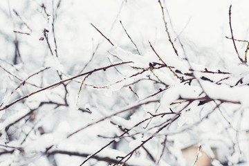 Tree branches covered in snow, winter abstract background