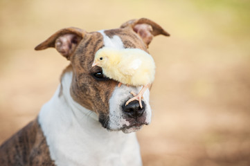 American staffordshire terrier dog  with a chick sitting on its nose