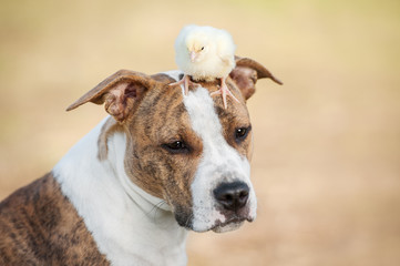 American staffordshire terrier dog  with a chick sitting on its head