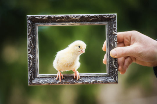 Little chick sitting on the frame