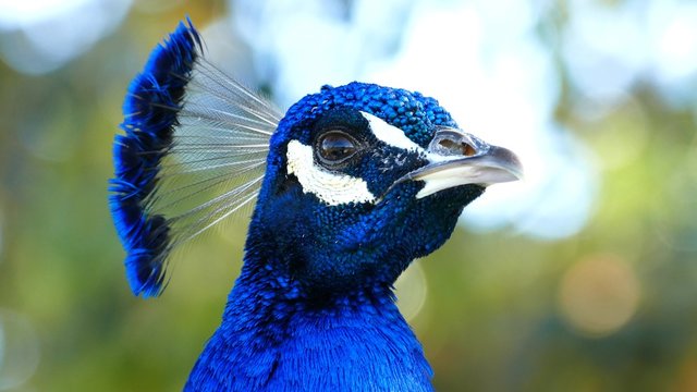 4K Video of peacock close up shot at Los Angeles