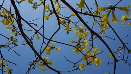 Silver Trumpet Tree ,Tree Of Gold ,Paraguayan Silver Trumpet Tree.