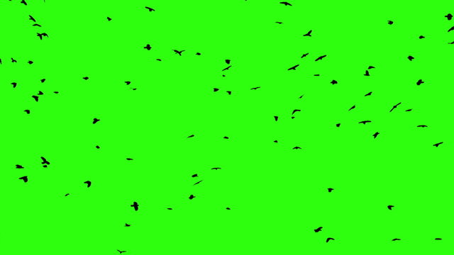  Chroma key birds crow flok in skyes
