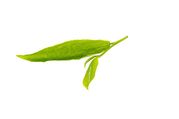 green tea leaf isolated on white background