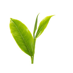 green tea leaf isolated on white background