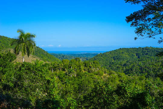 Fototapeta views of the tropical forest with palm trees and clear blue sky