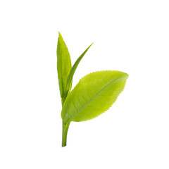 Obraz premium green tea leaf isolated on white background