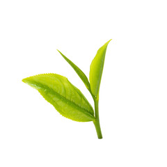 green tea leaf isolated on white background