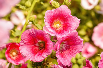 Hollyhock