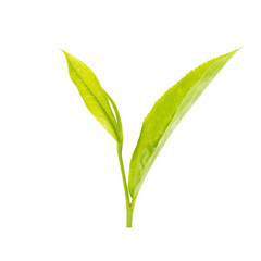 green tea leaf isolated on white background