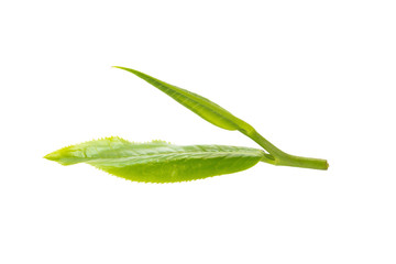Fototapeta premium green tea leaf isolated on white background
