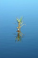 giant cane reflected in the blue water of a lake