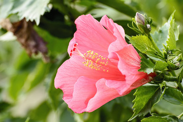 Hibiscus