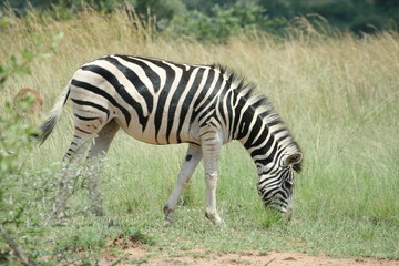 Fototapeta na wymiar Zebra grazing in Pilanesberg Game Reserve
