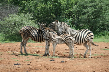 Fototapeta na wymiar Zebra family of four in Pilanesberg