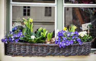 Wicker basket with spring flowers on the window
