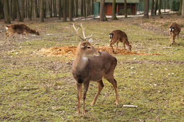 axis deer male with horns and several females at the background