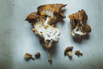 minimal mushrooms set on white background, filtered