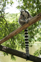 Ring- tailed Lemur