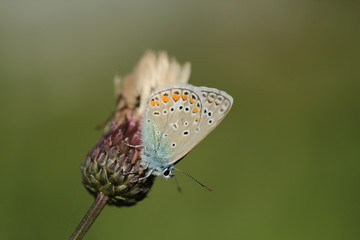 Butterfly on the thistle