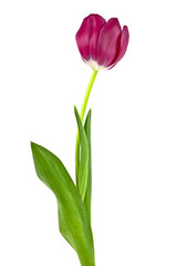 Tulip flower isolated on white background