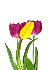 Tulip flowers isolated on white background