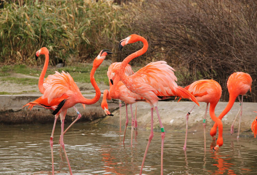 bright colorful flamingoes arguing and struggling with each other