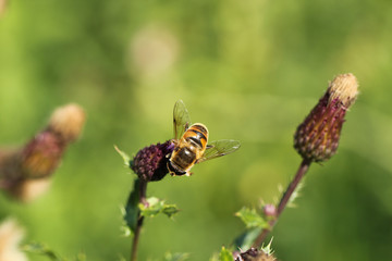 Bee with spread wings on a thistle in sunlight