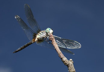 Light green bodied dragonfly