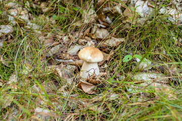 Small boletus mushroom in forest moss.