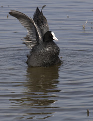 Fulica atra, Eurasian Coot