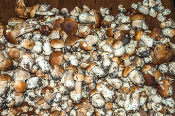 Big pile of boletus. Collection of small selected mushrooms.