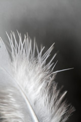 close up of feather ,soft focus