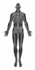 Muscle anatomy isolated -