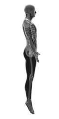 Muscle anatomy isolated -