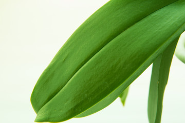 Green leave texture for background