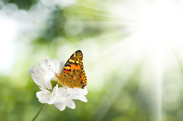 Obraz premium image of butterfly on a flower in the garden close-up