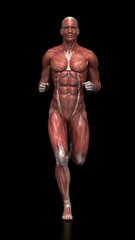 Running man - muscle anatomy