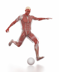 Anatomy muscle map - soccer or football
