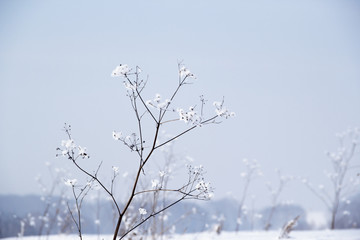 Beautiful winter landscape 