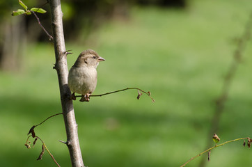 a sparrow perching on a branch of the tree
