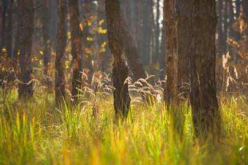 Green grass with spikelets in a sunny forest