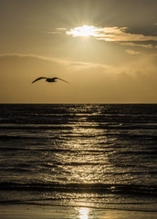 Möwen Silhouette an der Nordsee