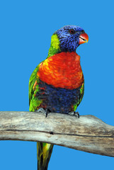 Rainbow lorikeet Latin name Trichoglossus haematodus perched on a branch