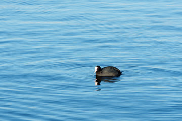 Coot (Fulica atra)