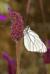 Mariposa.