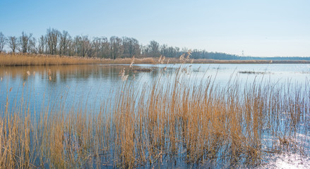 Shore of a lake in sunlight in winter