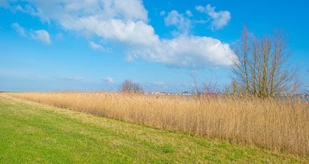 Shore of a lake in sunlight in winter