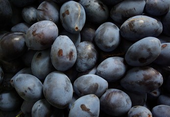 Plums yield